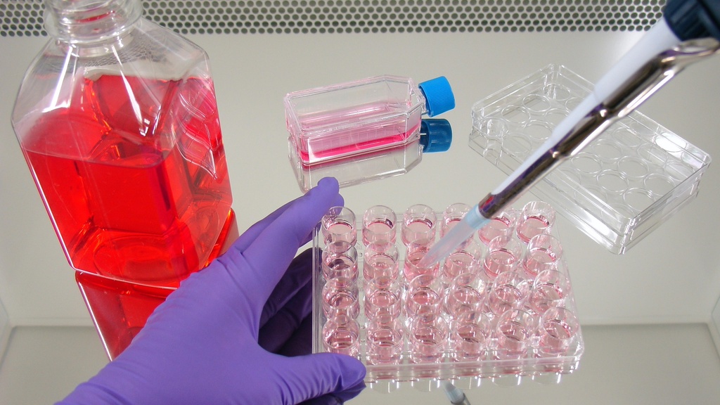  Phosphate Buffered Saline without Phenol red, Calcium and Magnesium / 1X